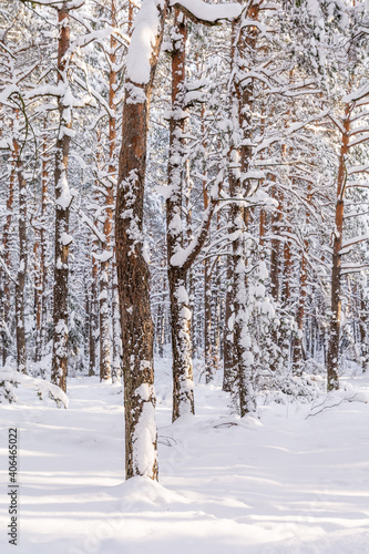 Pine forest in winter in sunny day (Poland)