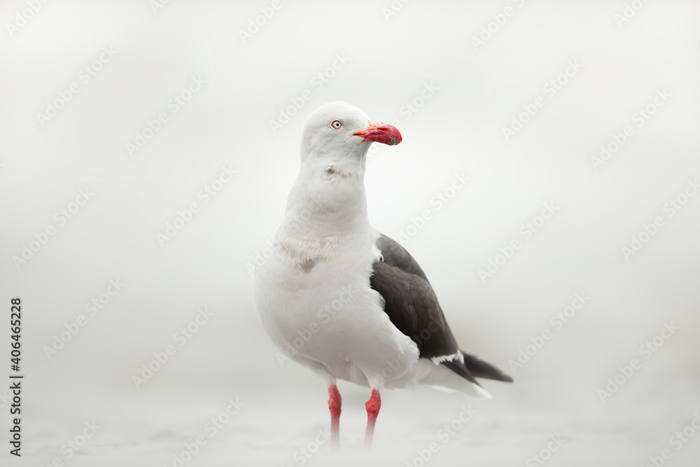 Close up of a dolphin gull standing on a sandy beach Close up of a dolphin gull standing on a sandy beach