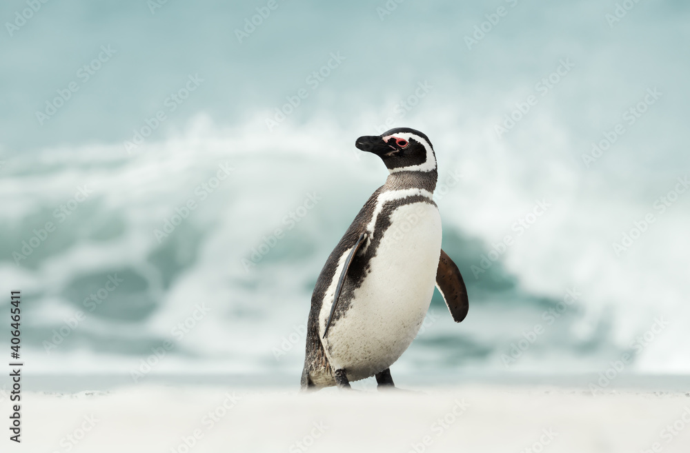 Fototapeta premium Close up of a Magellanic penguin walking on a sandy beach