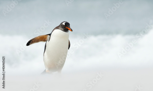Close up of a Gentoo penguin on a beach by Atlantic ocean