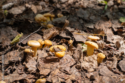 Big group of cantharellus cibarius on brown leaves in the forest. Wild fresh mushrooms in forest after the rain