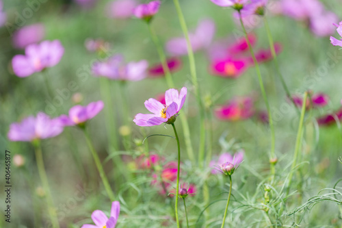 Close up cosmos flower in garden © ducksmallfoto