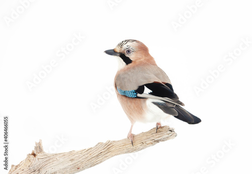Wallpaper Mural Eurasian jay perched on a tree branch in winter