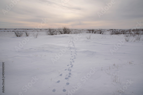 Tracks of wild animals in a winter snow field. The concept of winter