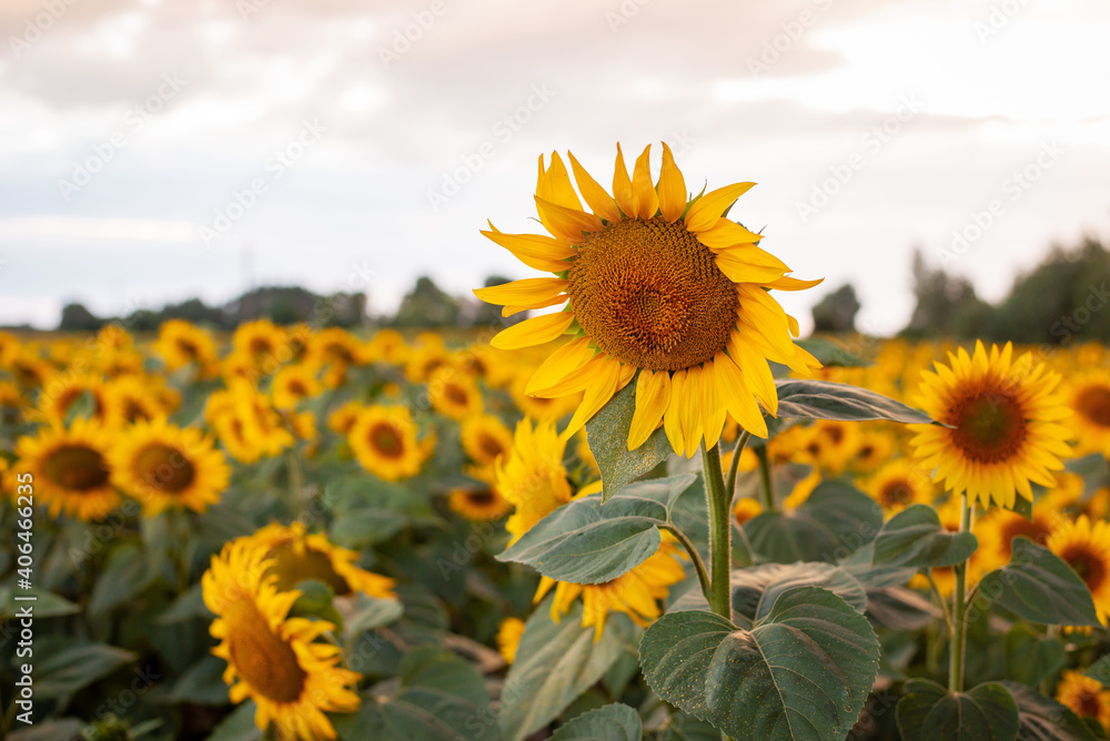 Field of gorgeous yellow sunflowers under the sky with white clouds. Flower with golden petals and stem with big green leaves.