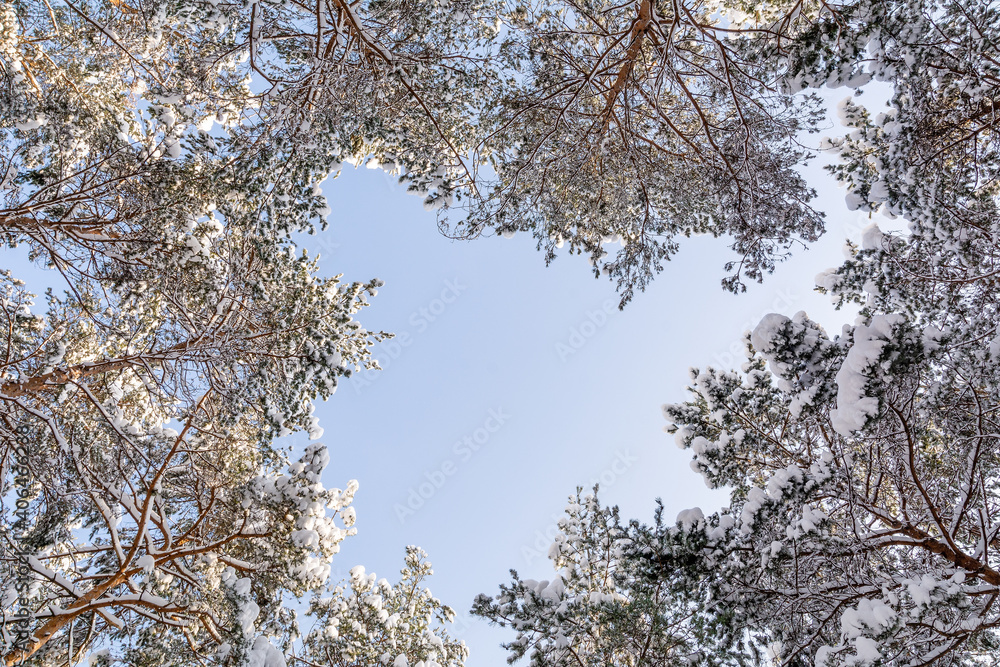 Pine forest in winter in sunny day (Poland)