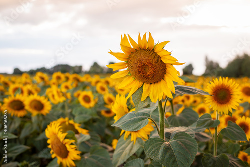 Field of gorgeous yellow sunflowers under the sky with white clouds. Flower with golden petals and stem with big green leaves.