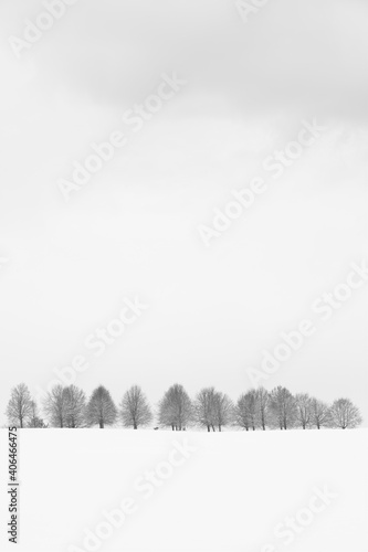 Baumgruppe im Schnee