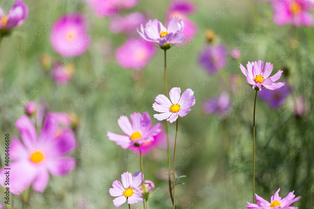 Close up cosmos flower in garden Close up cosmos flower in garden