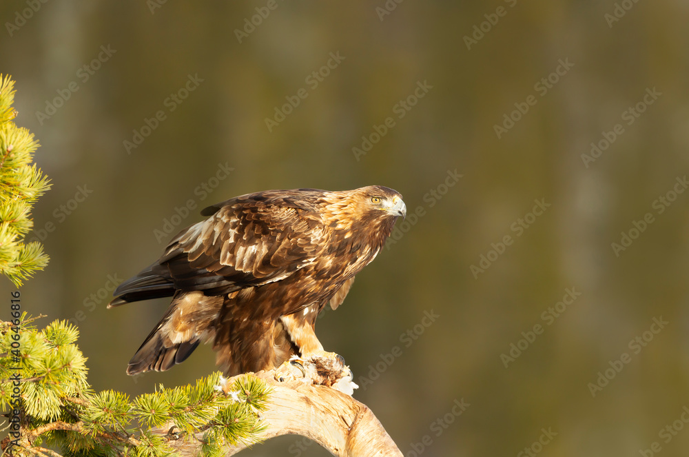 Fototapeta premium Golden Eagle perched in a pine tree