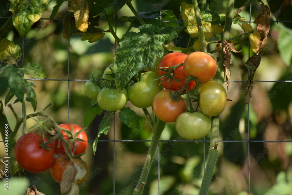 Tomatoes ripening on a vine