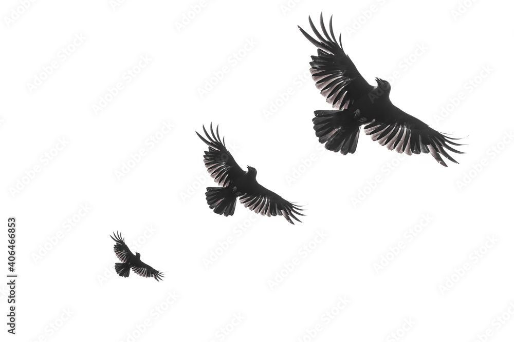 Three isolated raven silhouettes in flight with fully open wings on white background Three isolated raven silhouettes in flight with fully open wings on white background