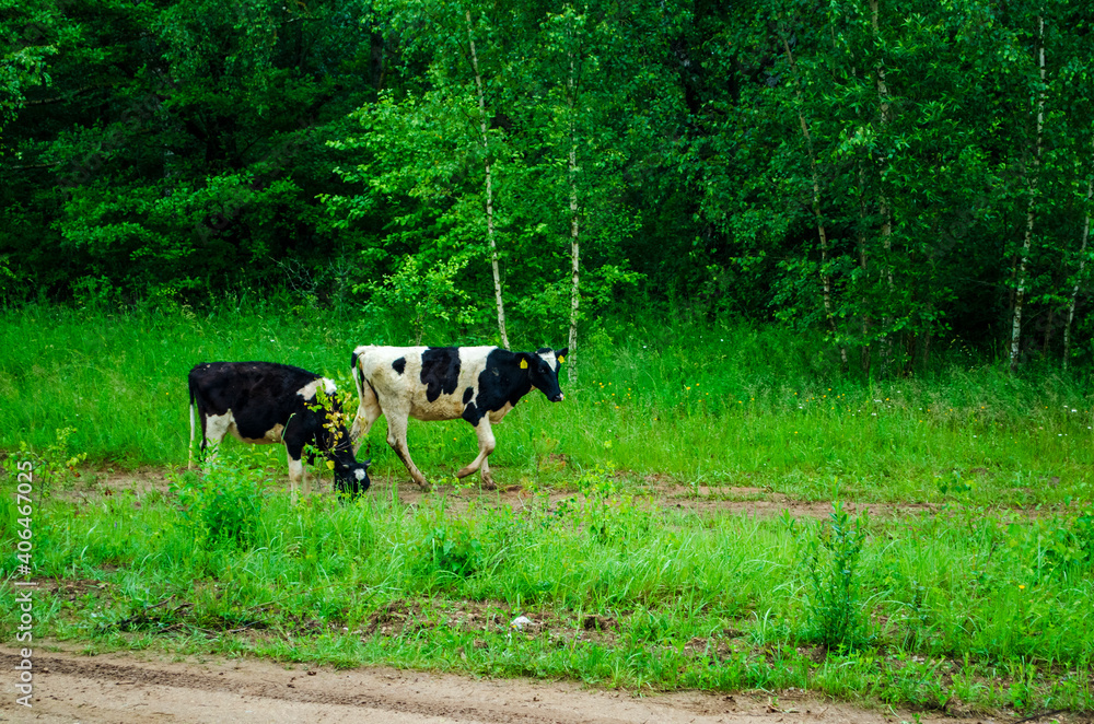 cows in the pasture and running along the road from the shepherds . cows in the pasture and running along the road from the shepherds .