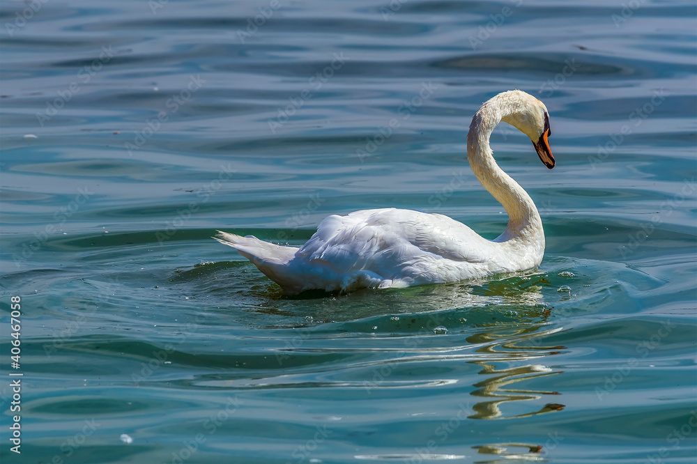 An adult swan swims gracefully on the Rutland Water reservoir in summertime An adult swan swims gracefully on the Rutland Water reservoir in summertime
