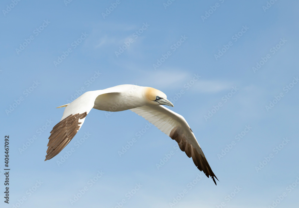 Obraz premium Northern gannet in flight against blue sky