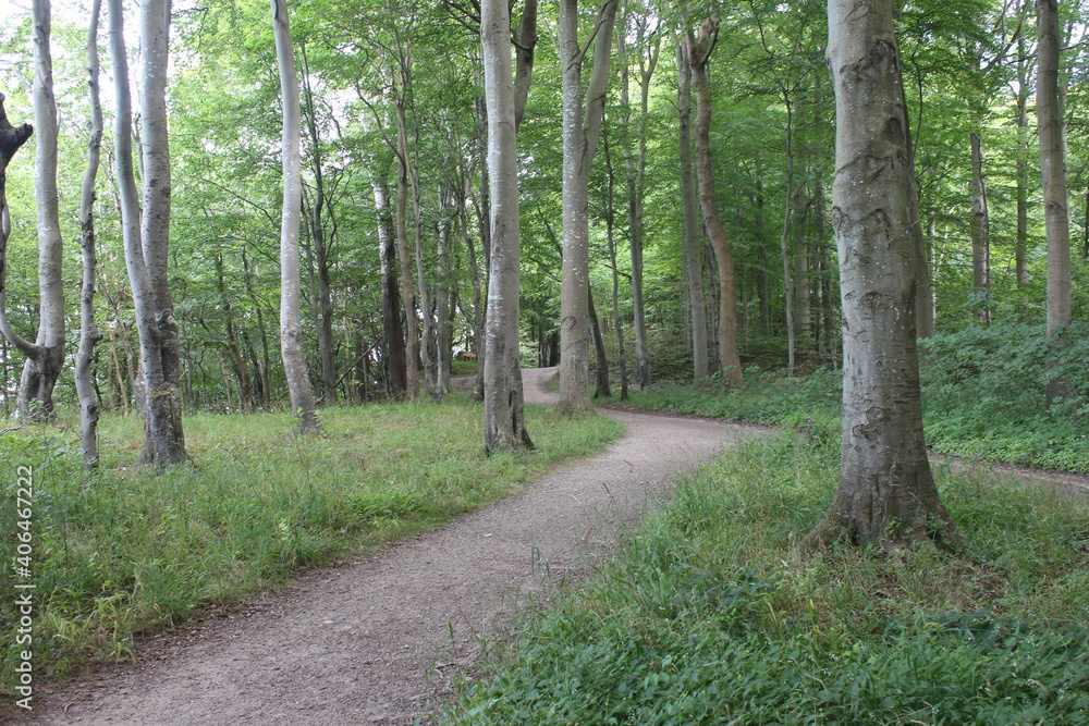 Waldtraum 3 Waldtraum 3