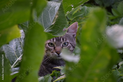 Cat staring from behind green leaves