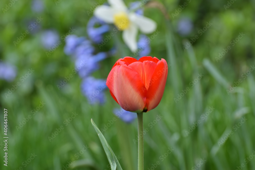 Red tulip with flower bed in the background Red tulip with flower bed in the background