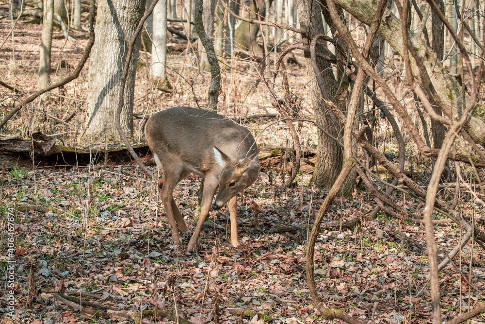 Deer at Radnor Lake State Park, Nashville, Tennessee. Deer at Radnor Lake State Park, Nashville, Tennessee.