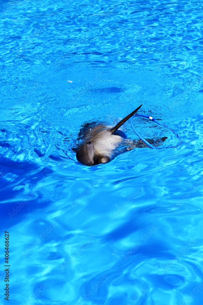A cute and playful dolphin holds the hoop with its fins.