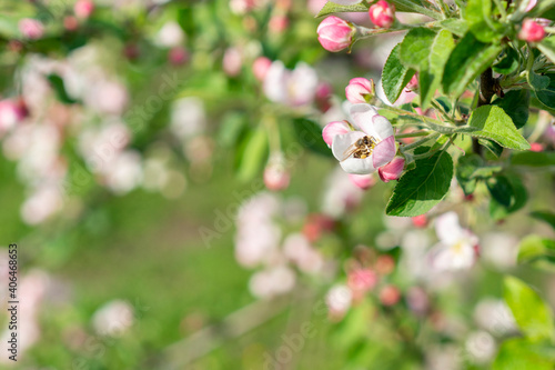 Beautiful blooming apple trees in spring park close up. Apple trees flowers. the seed-bearing part of a plant  consisting of reproductive organs. Blooming apple tree. Spring flowering of trees. toned