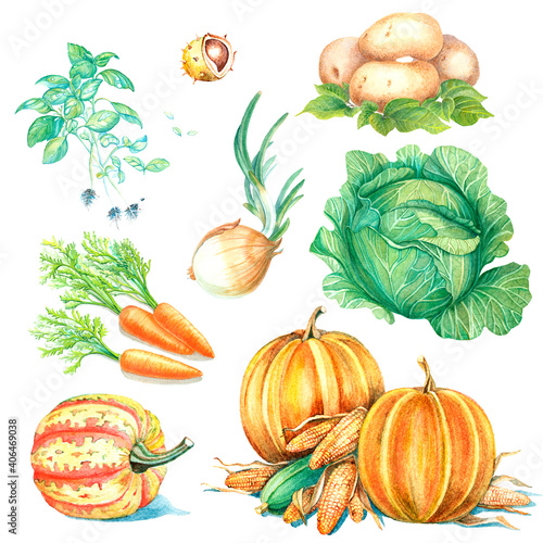 Fototapeta Naklejka Na Ścianę i Meble -  Large set of vegetables and herbs. Pumpkin, corn, onion, carrot, potato, chestnut, basil, cabbage