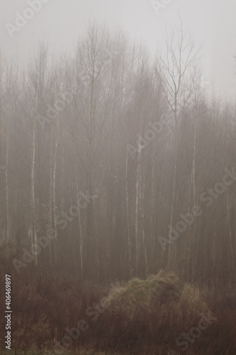 Forest and field on a foggy autumn day. Soft focus