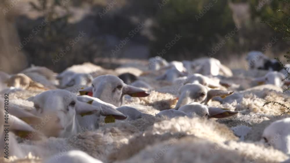 Close-up of group of sheep walking. Slow-motion Close-up of group of sheep walking. Slow-motion