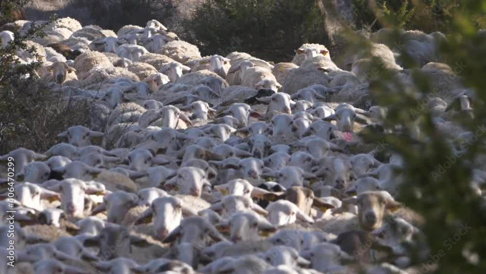 Flock of sheep moving. Slow-motion high angle Flock of sheep moving. Slow-motion high angle