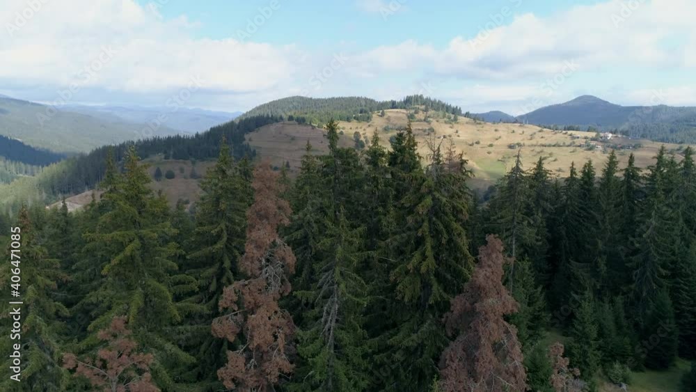 AERIAL: flying near a pine forest, behind it is a small village. AERIAL: flying near a pine forest, behind it is a small village.