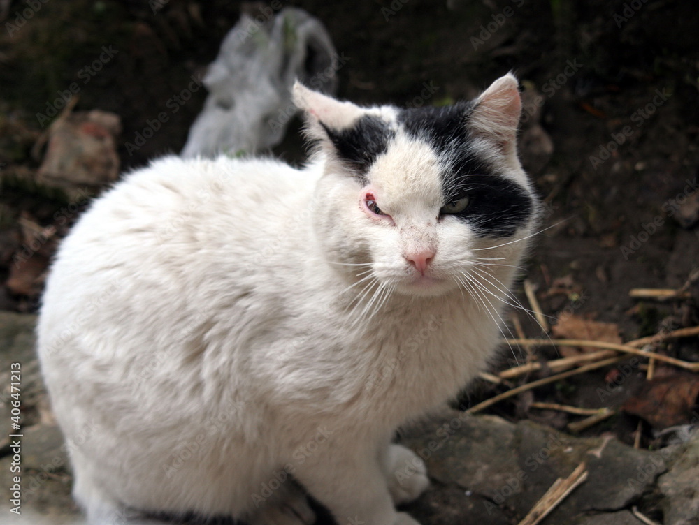White cat with black spots on his head and with a damaged eye close-up on the background of the earth.