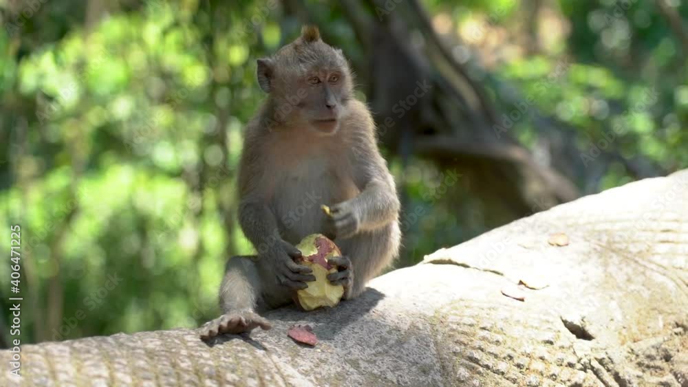 A young monkey is sitting on a tree while eating a fresh sweet potato. A young monkey is sitting on a tree while eating a fresh sweet potato.