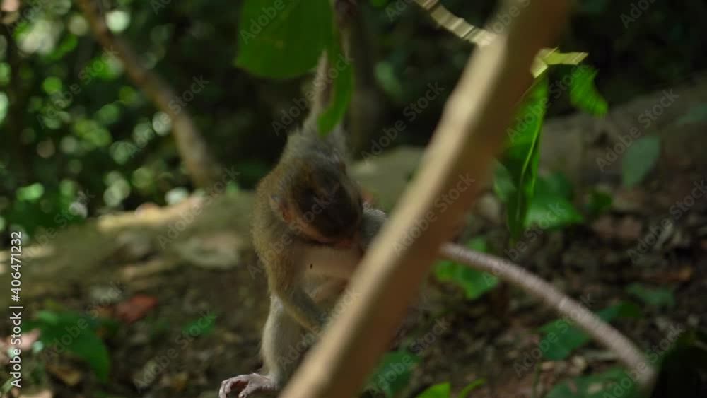 A young ape is gliding down a tree branch. A young ape is gliding down a tree branch.