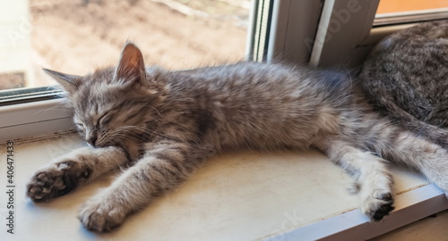Fototapeta Naklejka Na Ścianę i Meble -  Young grey cat on the windowsill closeup