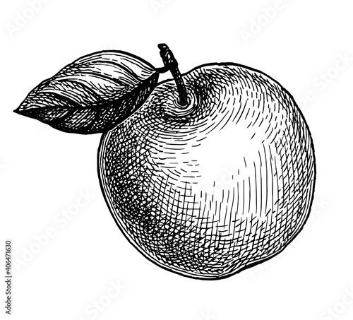 Ink sketch of apple.