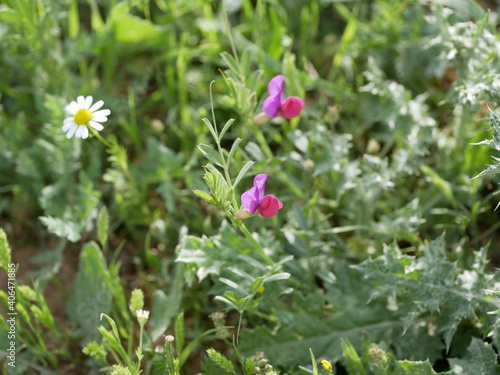 Herbaceous bean plant with purple flower. Flowering of new flowers on a sunny spring day.