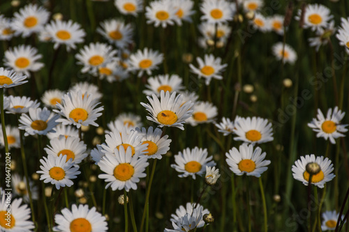 Close up view of chamomiles on a green background during spring season in Patagonia, Argentina