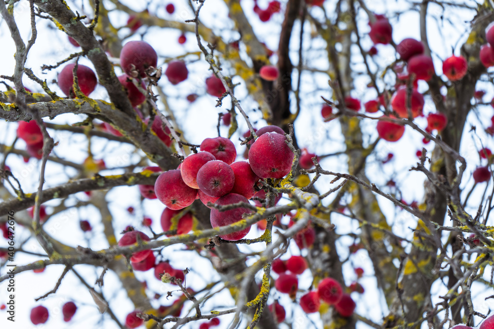 agriculture, apple, apple tree, background, beautiful, branch, christmas, climate, cold, color, covered, day, december, fall, food, fragility, fresh, frost, frosted, frosty, frozen, fruit, garden, gar agriculture, apple, apple tree, background, beautiful, branch, christmas, climate, cold, color, covered, day, december, fall, food, fragility, fresh, frost, frosted, frosty, frozen, fruit, garden, gar