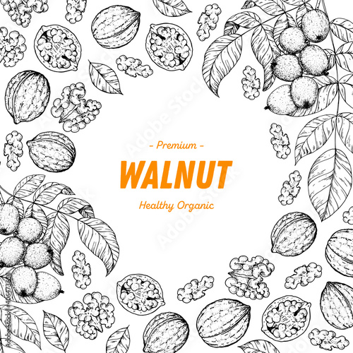 Walnut nuts hand drawn sketch. Nuts vector illustration. Organic healthy food. Great for packaging design. Engraved style. Black and white color.
