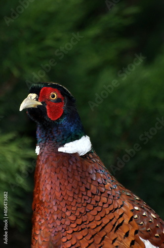 Wallpaper Mural Bażant zwyczajny samiec Torontodigital.ca