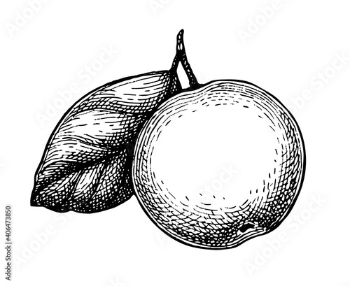 Ink sketch of apple.
