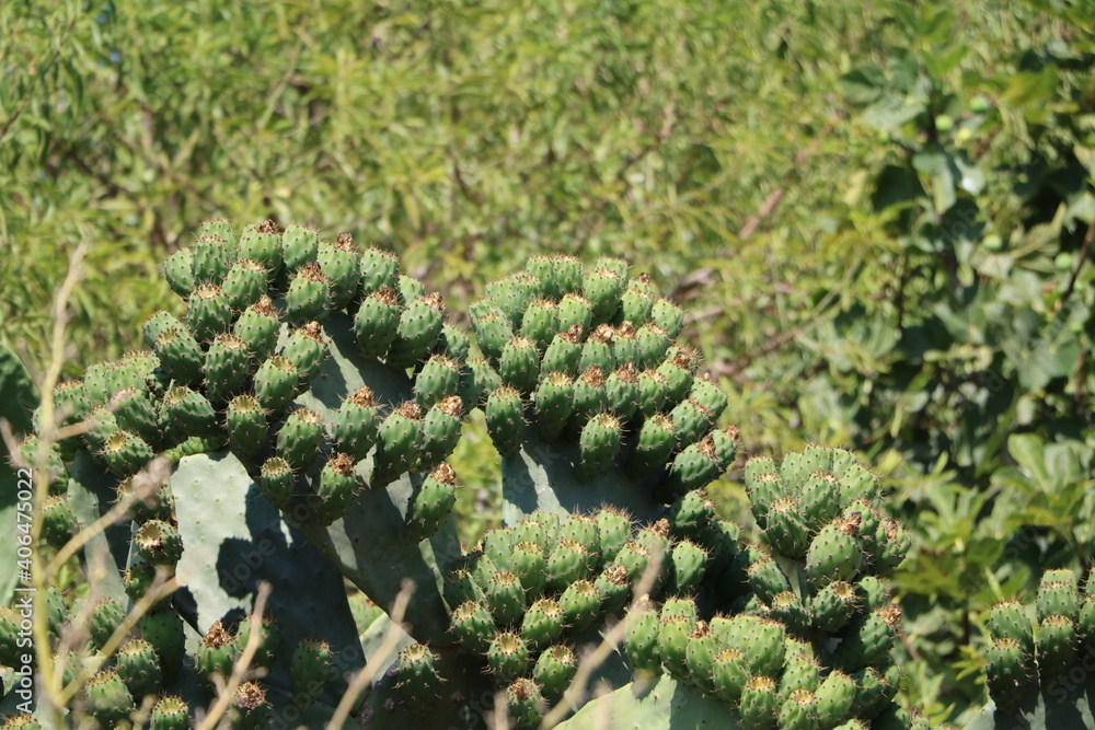 Opuntia ficus-indica with fruits, Malta