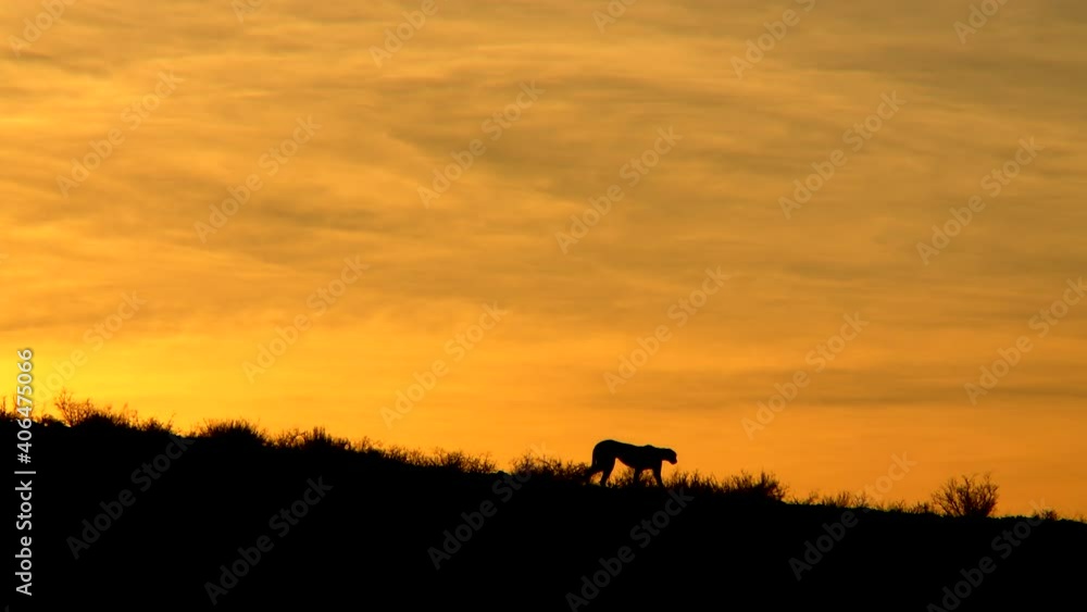 Wide shot of a Cheetah's silhouette walking down the dunes out the frame during sunrise with a vivid orange sky as the background in the Kalahari. Wide shot of a Cheetah's silhouette walking down the dunes out the frame during sunrise with a vivid orange sky as the background in the Kalahari.