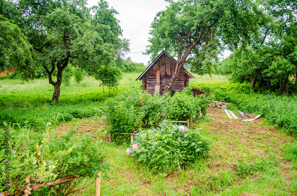 currant bush in the village at their summer cottage . currant bush in the village at their summer cottage .