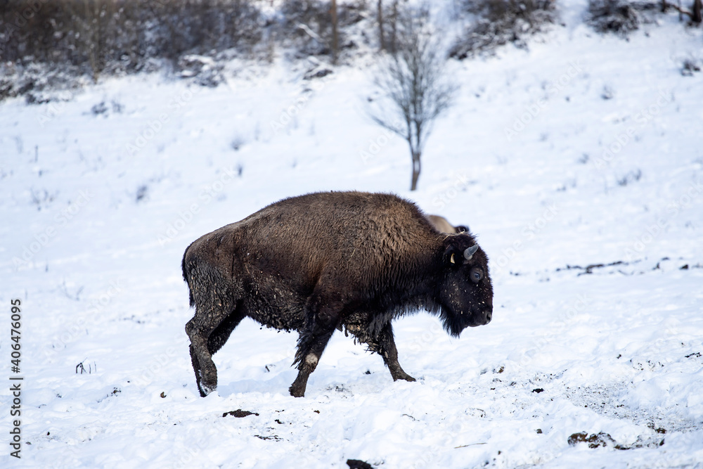 European Bison, Bison bonasus European Bison, Bison bonasus
