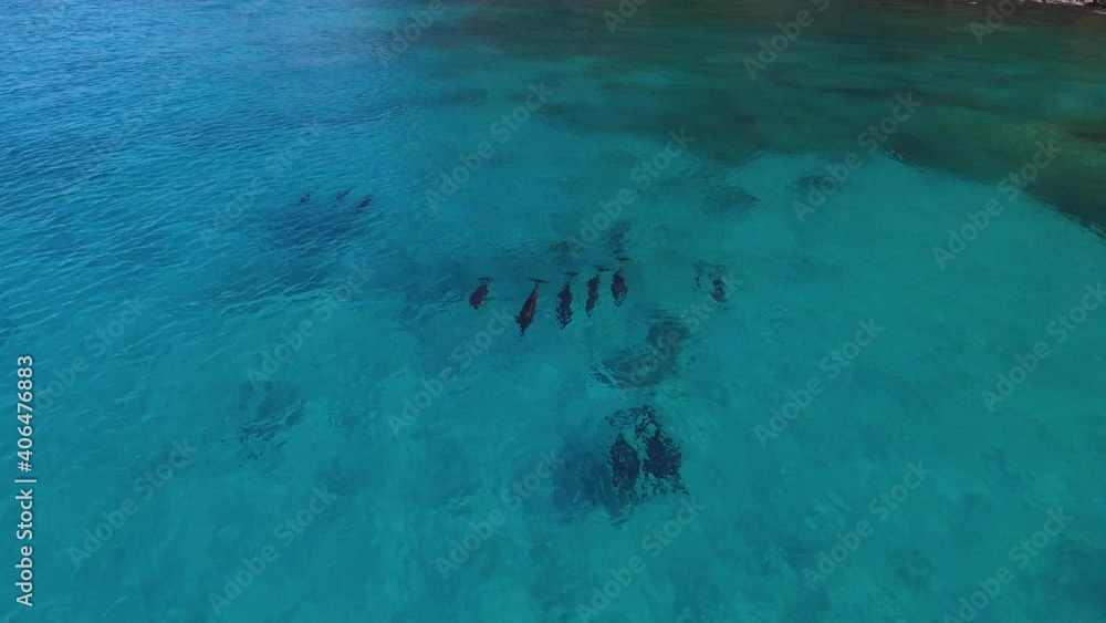 Snorkeler swims up to group of dolphins in ocean waters of hawaii, aerial drone Snorkeler swims up to group of dolphins in ocean waters of hawaii, aerial drone