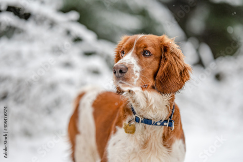 Adorable welsh springer spaniel dog breed in snowy forest in winter.