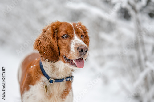 Adorable welsh springer spaniel dog breed in snowy forest in winter.