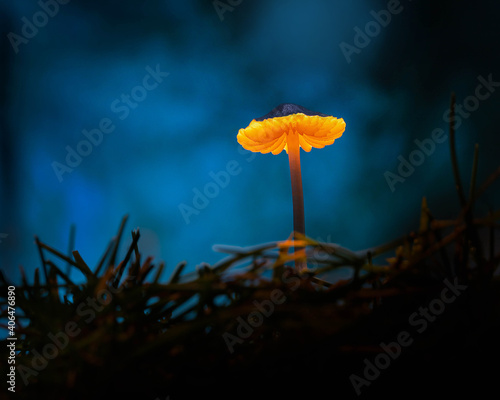 glowing mushroom in the night
