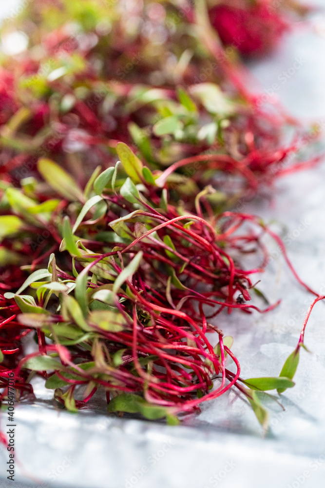 Fototapeta premium Radish microgreens